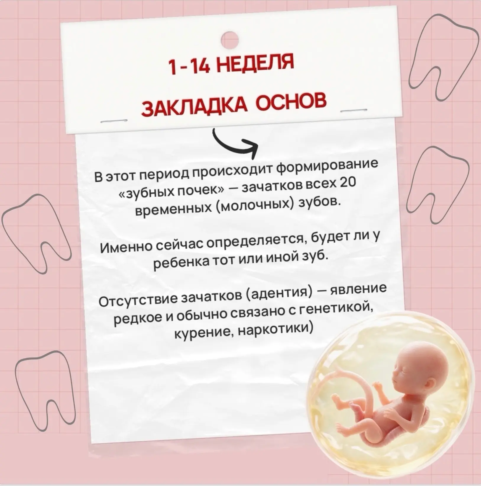 🤰Здоровье зубов малыша закладывается задолго до его рождения.