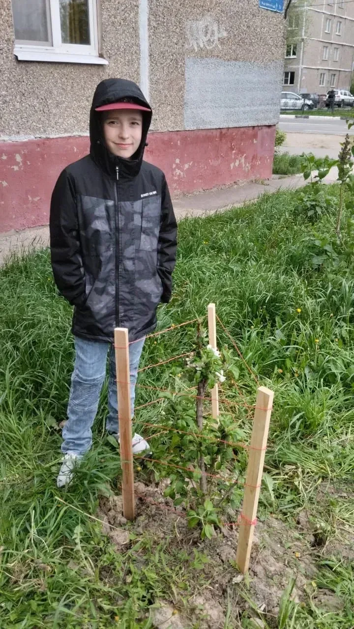Ребята 1Е и 5Е классов вместе со своими родителями подключились к акции "ЯБЛОНЯ ПОБЕДЫ". Восстановив