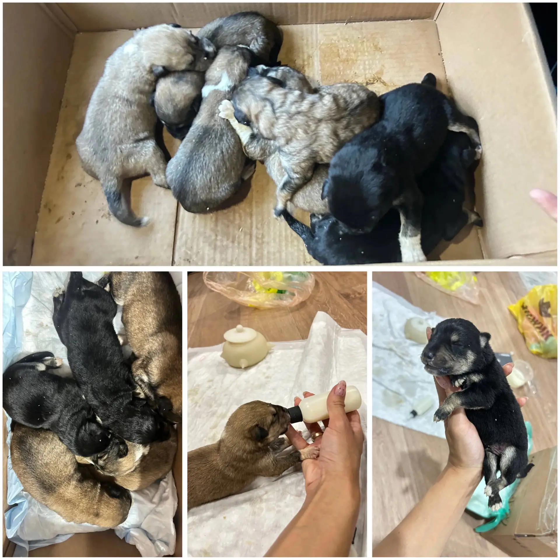 Эти крохи🐶 родились в грязном цеху. Их мама погибла после родов, и сотрудники решили и...