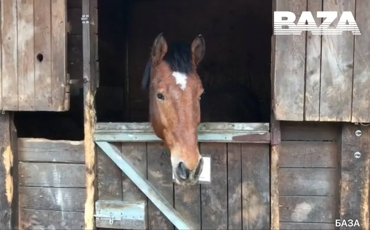 🐎 В Приморье суд арестовал титулованного коня после травмы девочки в конюшне  Необычная история прои