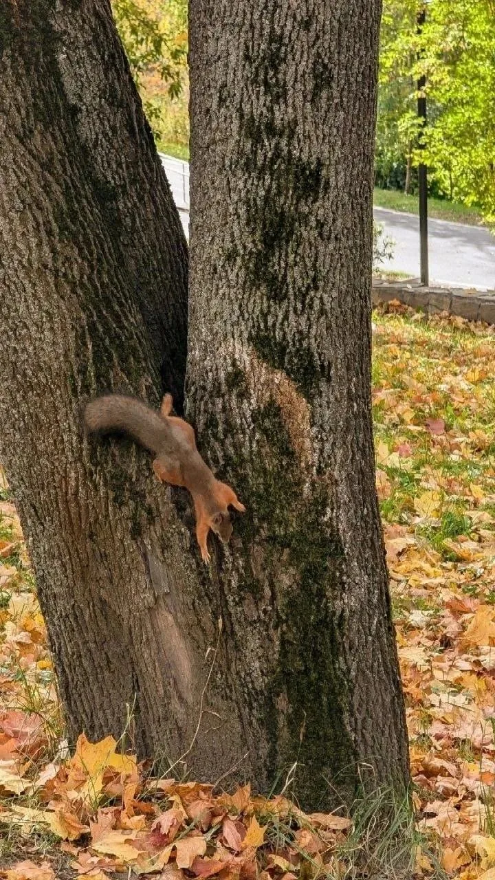 Красивая осень в Раменском парке 🍂🍁