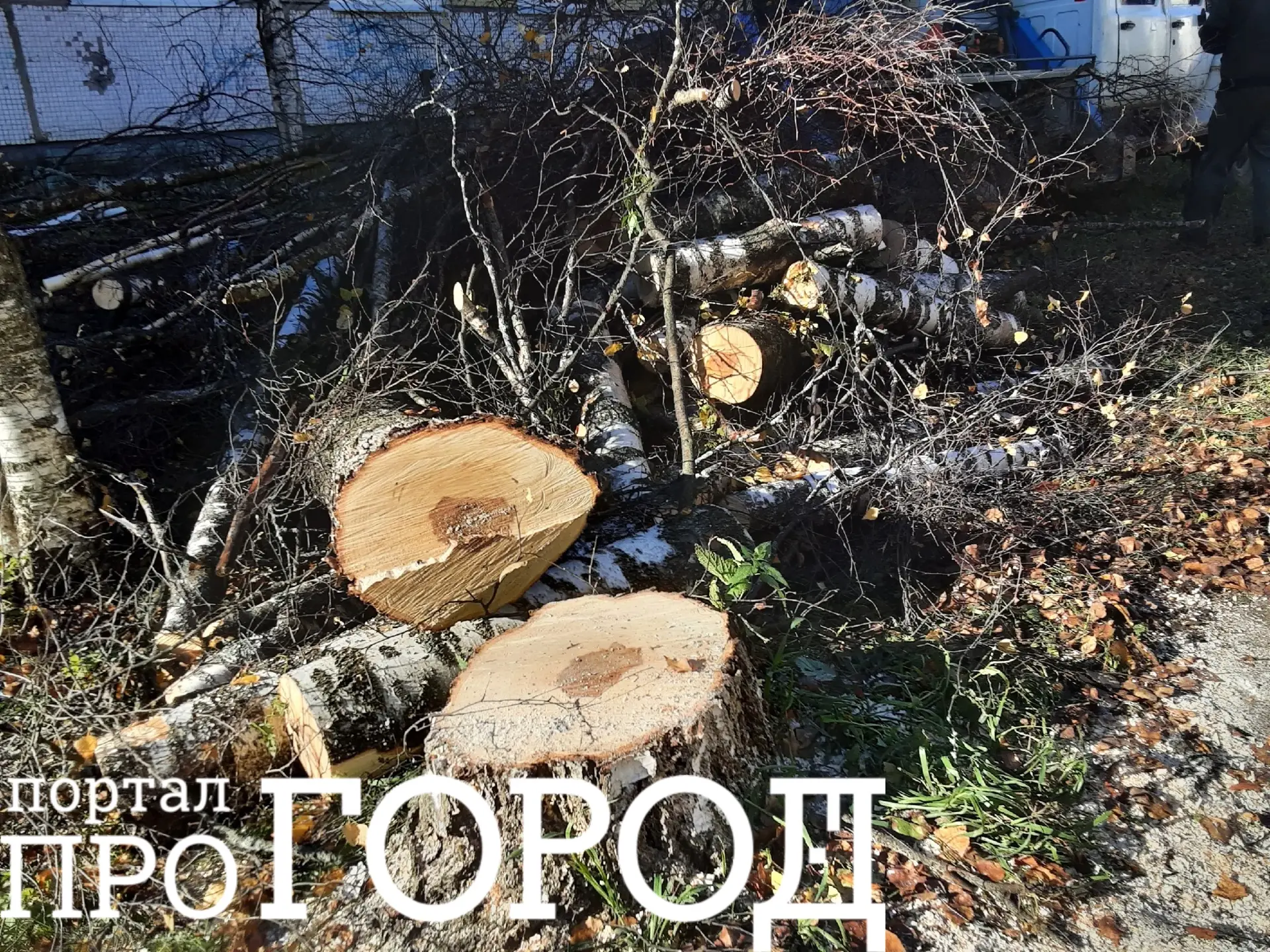 «Сухие просили убрать — спилили здоровые»: ухтинка возмущена вырубкой берёз