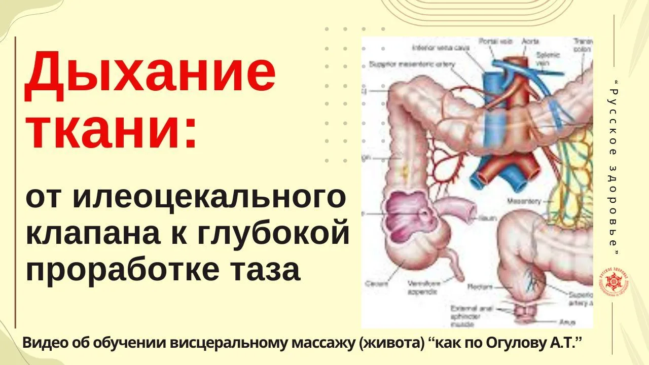 Дыхание ткани: от илеоцекального клапана к глубокой проработке таза. Видео об обучении висцеральному
