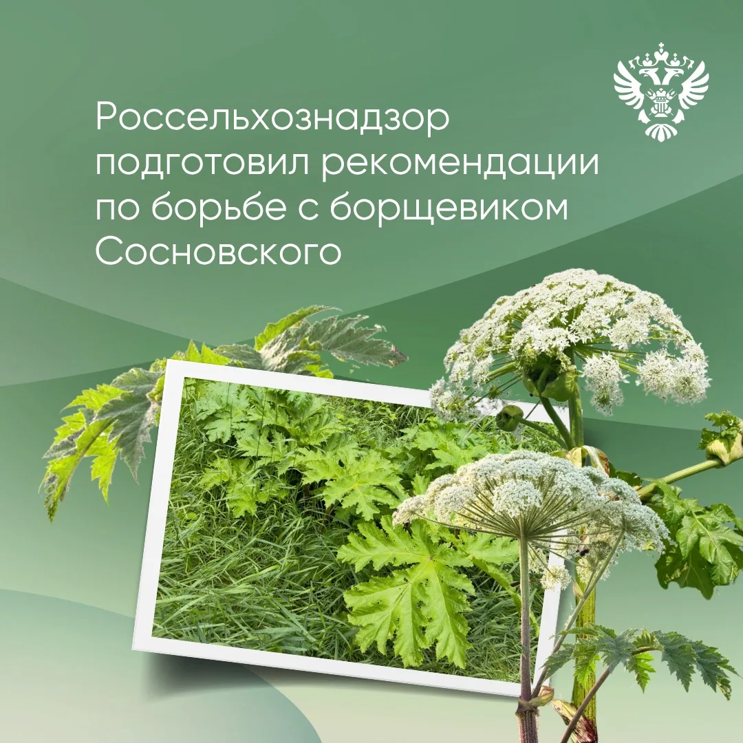 В различных российских регионах борщевик Сосновского находится в периоде цветения. Это ...