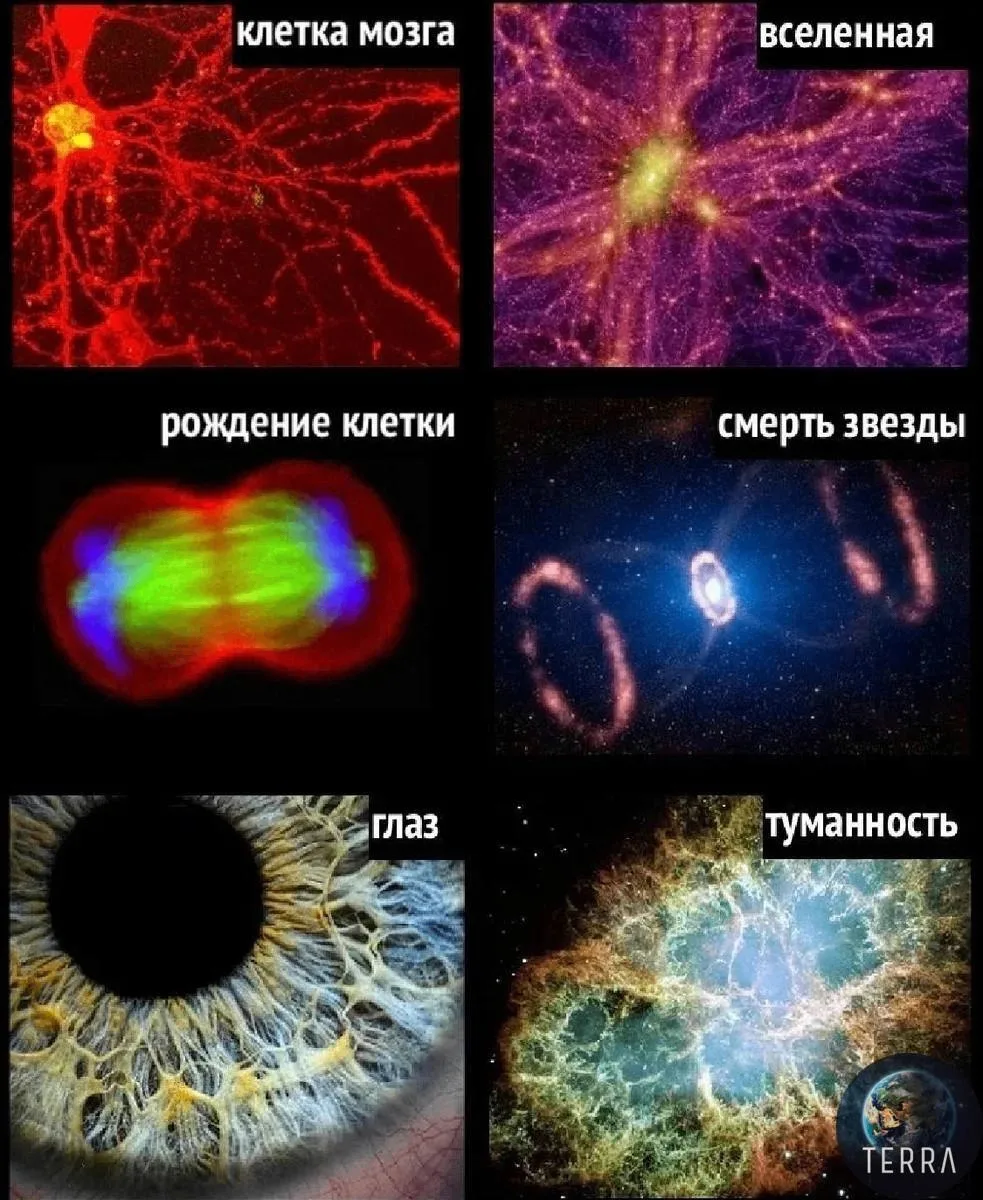 Вы только взгляните и сравните эти совпадения! 🤯 

Может, Вселенная — это часть какого-то организма
