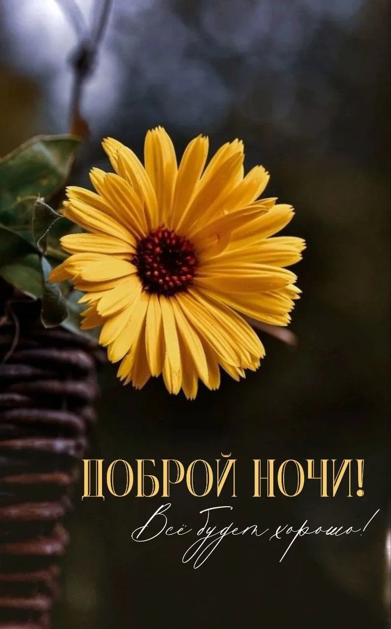 #АГС_Пожелания_на_ночь

Доброй ночи, дорогие жители "АГС"!

Ангела ко сну! 

Предложить новость | Ка