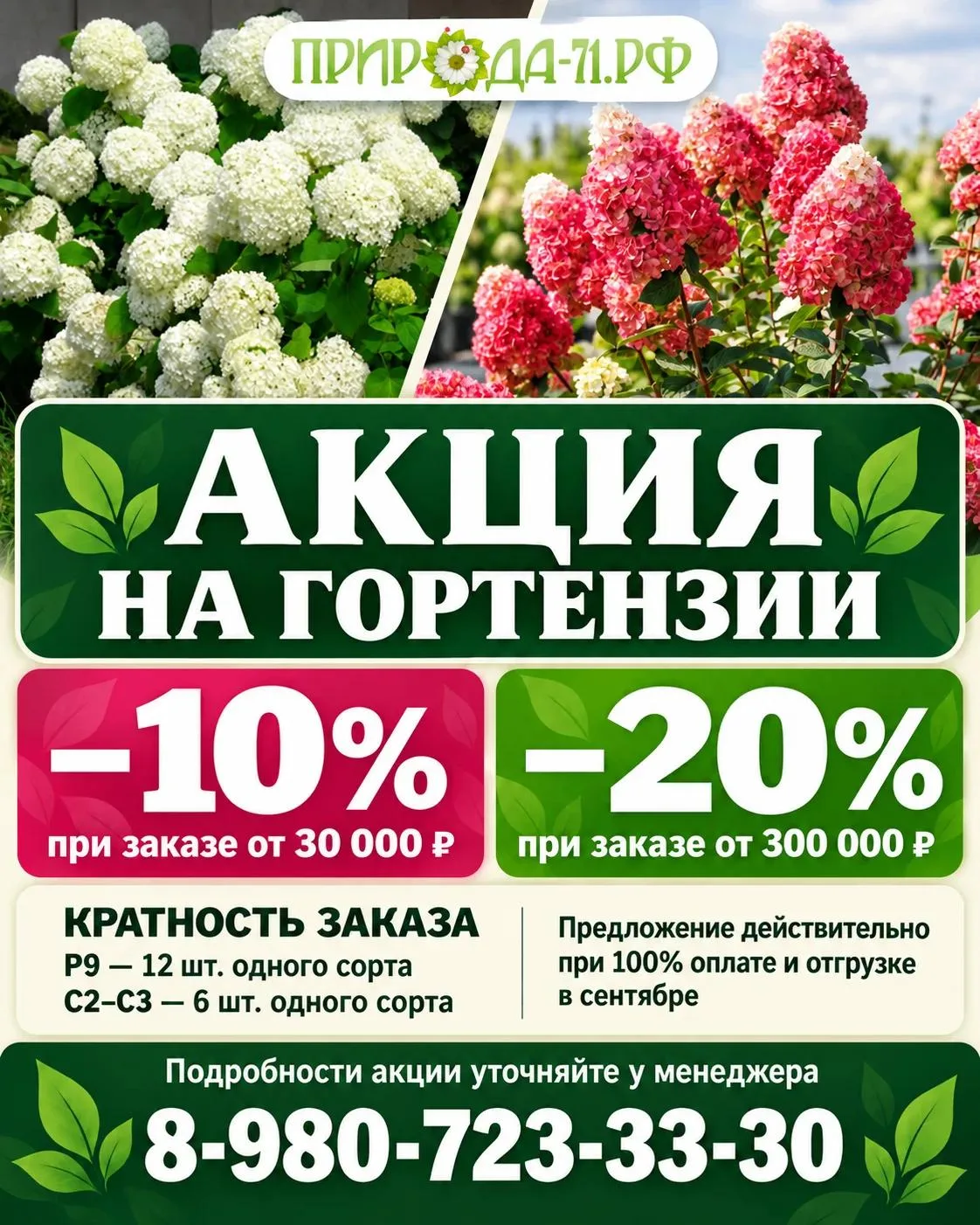 🌸 Сентябрьская акция на гортензии в питомнике «Природа‑71»!