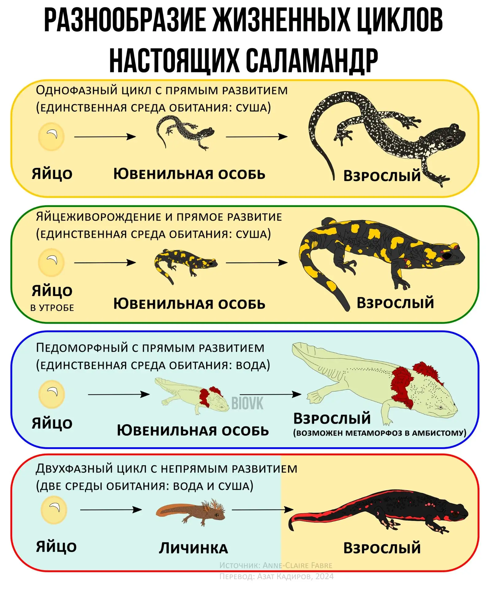 Некоторые виды амфибий независимо в процессе эволюции не только потеряли личиночную стадию, но и пер