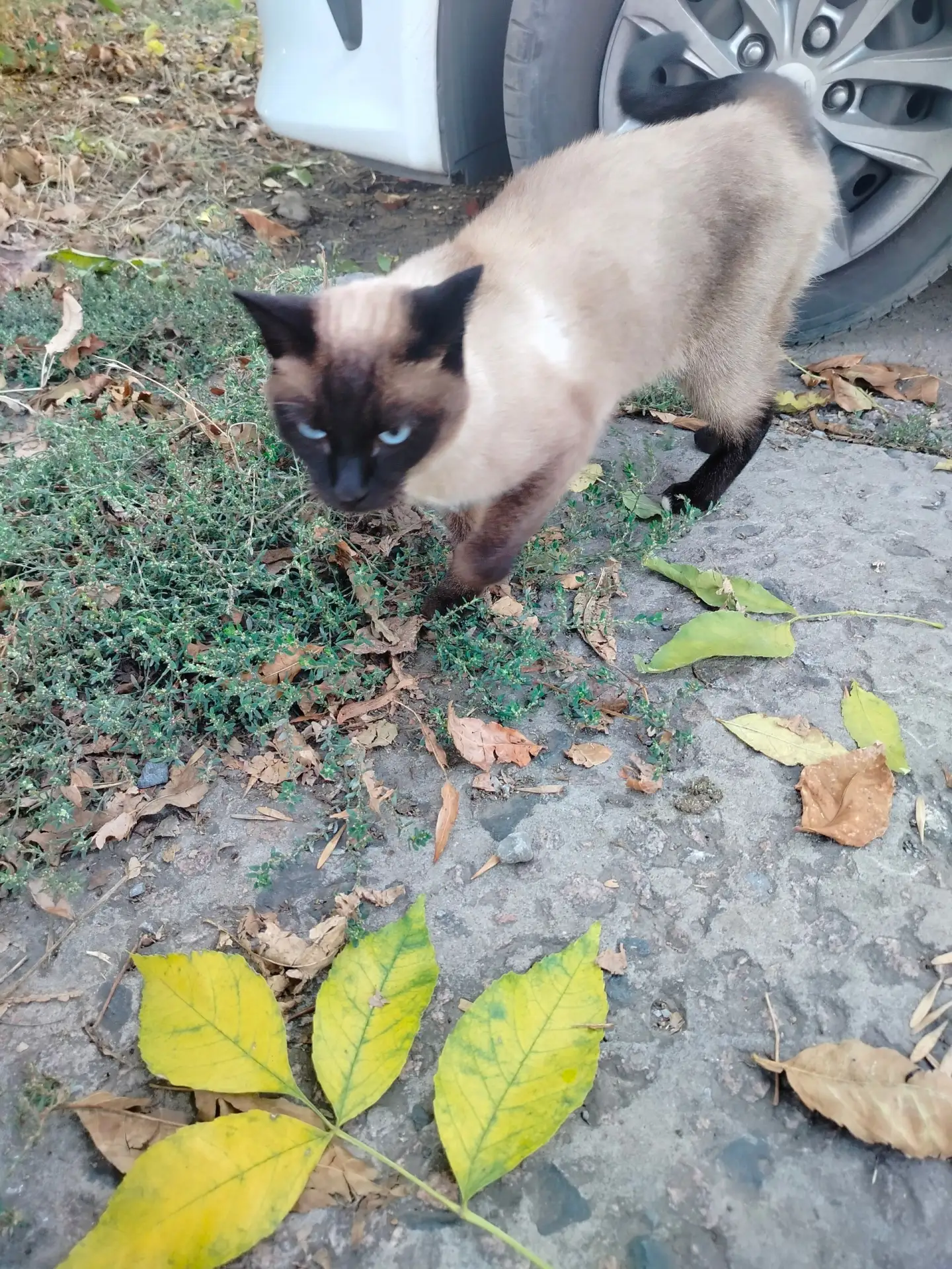 🐈 ⁉ Никто котика с розовым ошейником не потерял? Был замечен около 17:30 в переулке См...