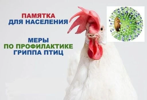 Памятка населению и фермерам по профилактике гриппа птиц.
