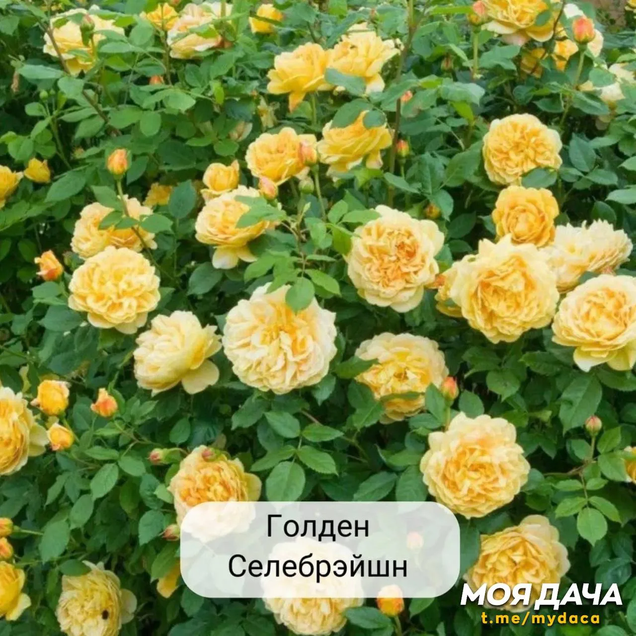 Розы Девида Остина 🌹