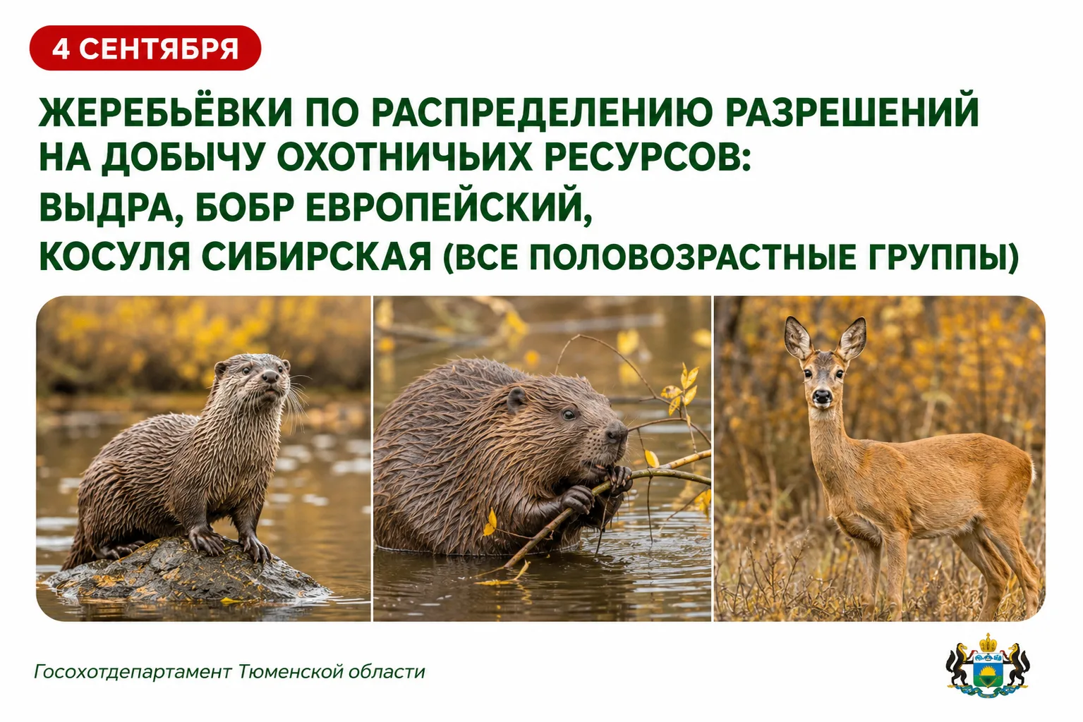 📢 Жеребьёвки по распределению разрешений на добычу выдры, бобра европейского и косули ...