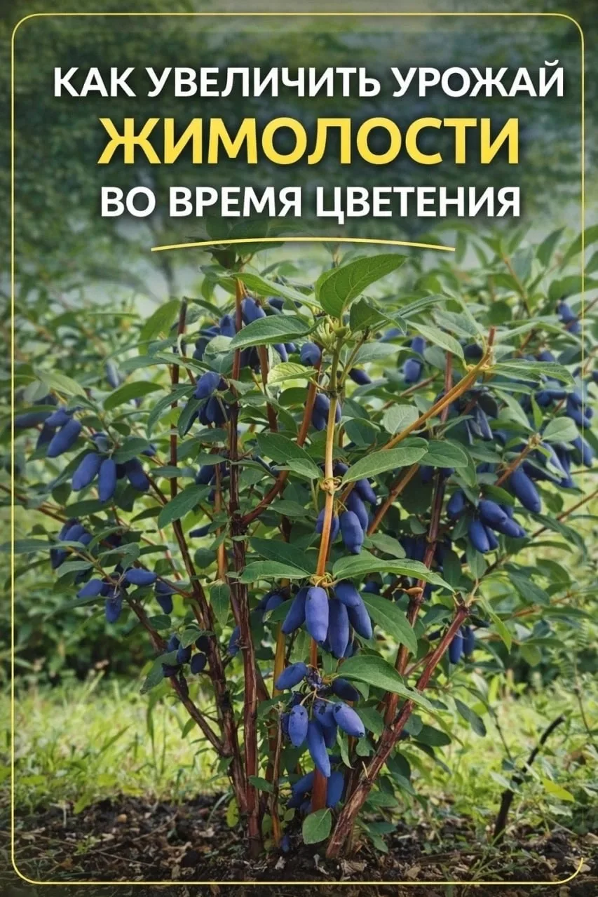 КАК УВЕЛИЧИТЬ УРОЖАЙ ЖИМОЛОСТИ ВО ВРЕМЯ ЦВЕТЕНИЯ  Девочки, если жимолость цветёт — это самый важный 