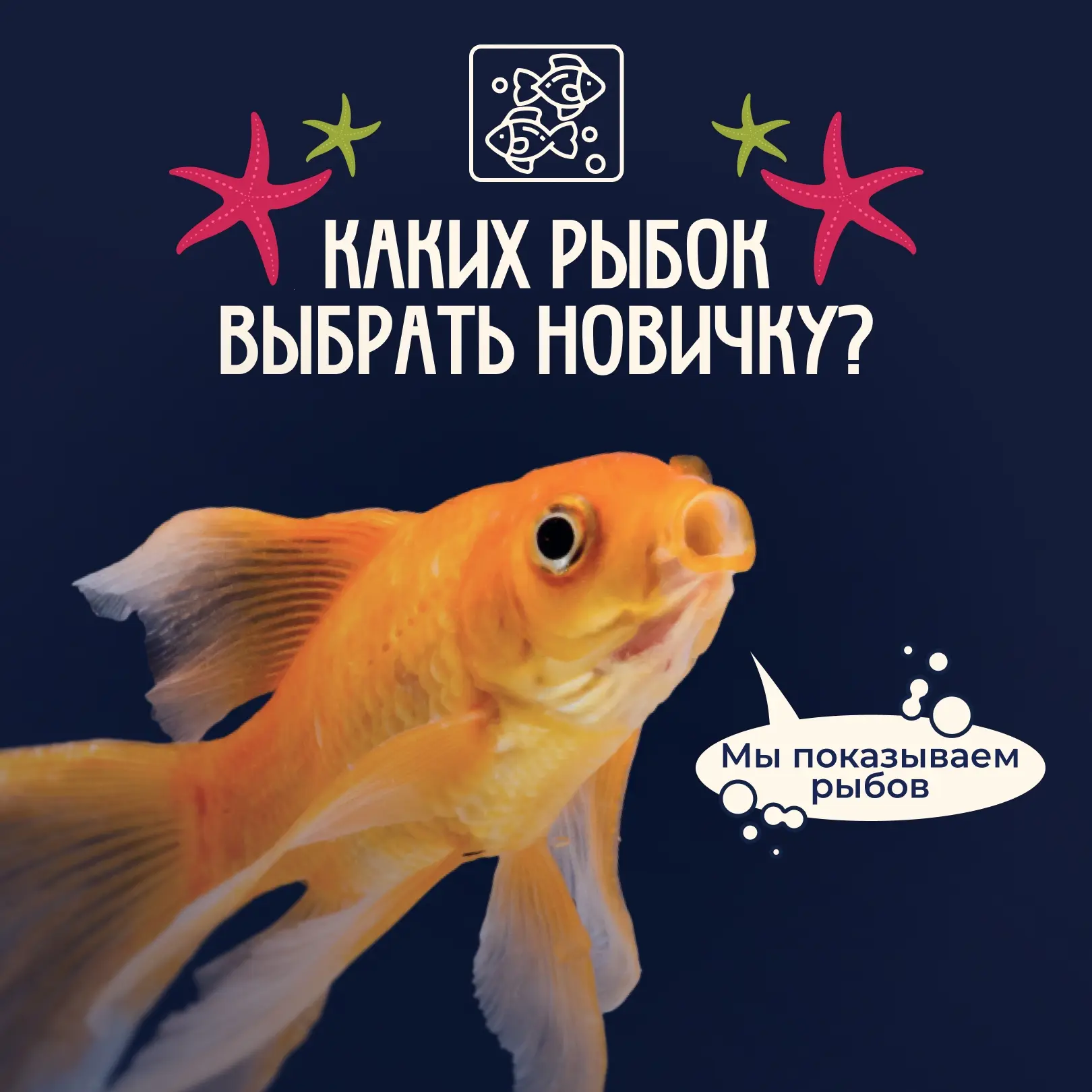 ❕Когда вы приходите в зоомагазин и видите много красивых рыбок, хочется купить всех сра...