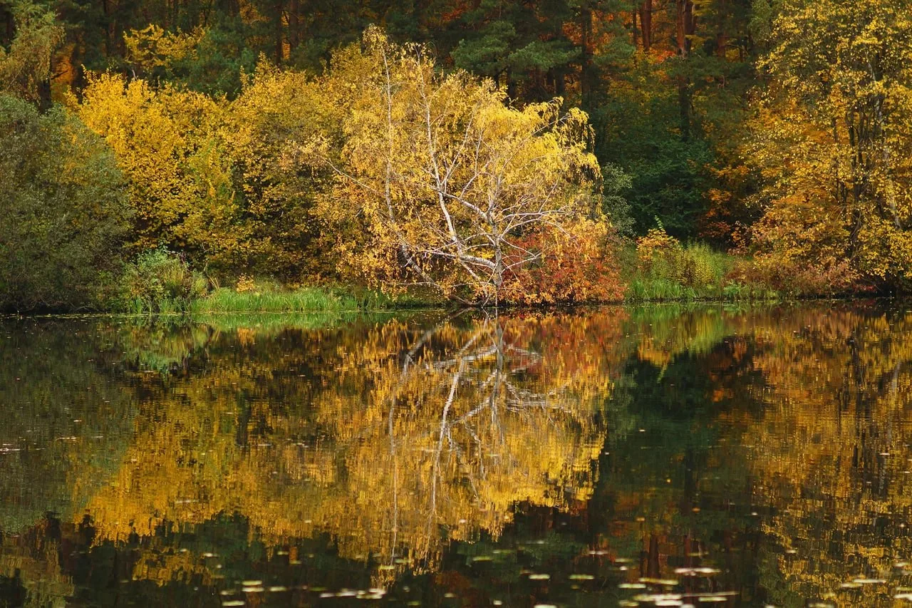Вот так скоро будет выглядеть наш Серебряный Бор 🍂