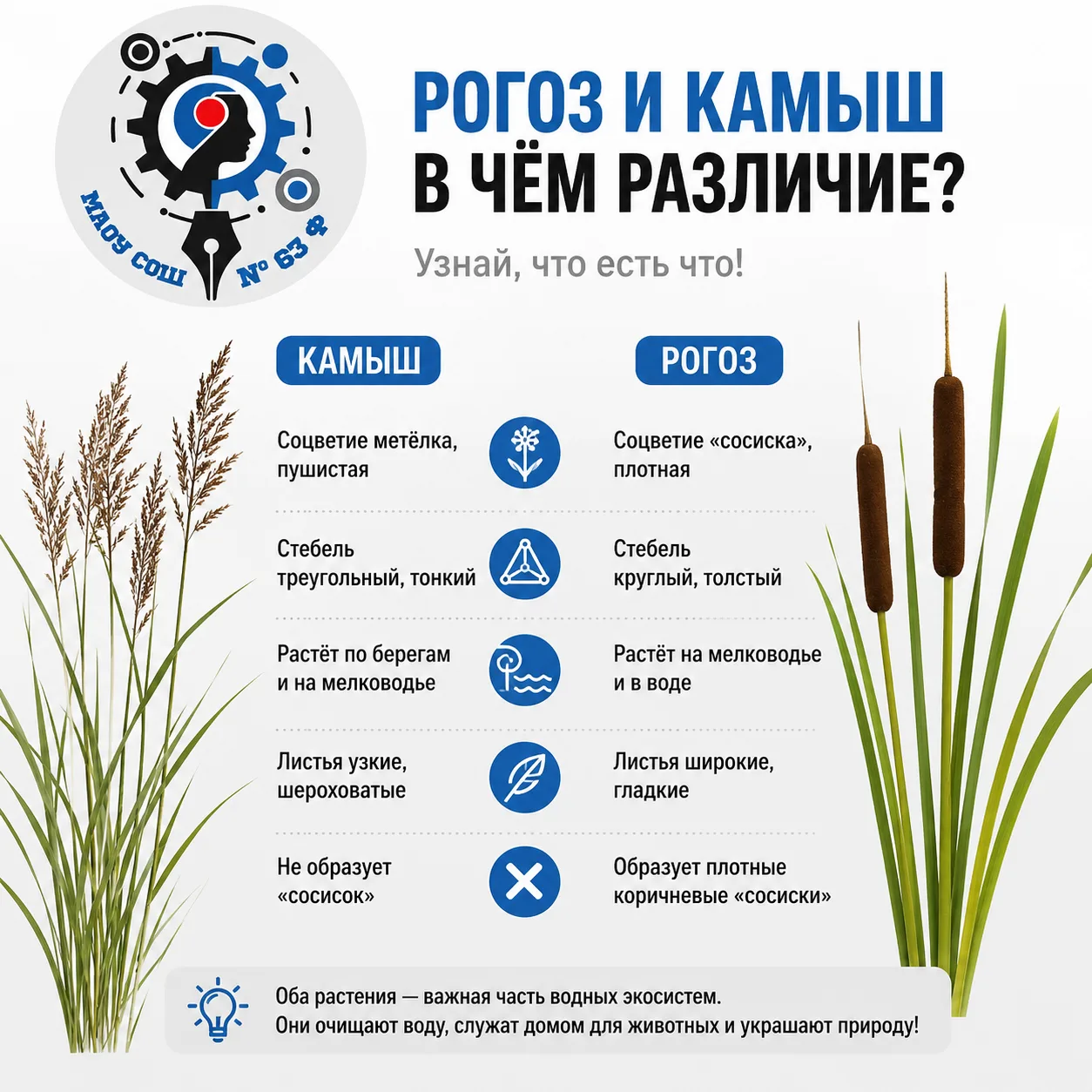 🌾 Рогоз и камыш: в чём разница? 🌾

Часто эти растения путают, но отличия у них заметные: у камыша 
