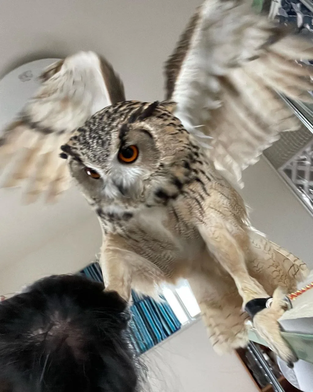 План воздушного нападения провален 🦉

Нарушитель задержан 😁

Совушки🦉