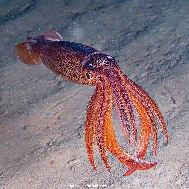 Кальмары могут светиться 🦑

У некоторых видов есть биолюминесцентные органы — они используют свет д