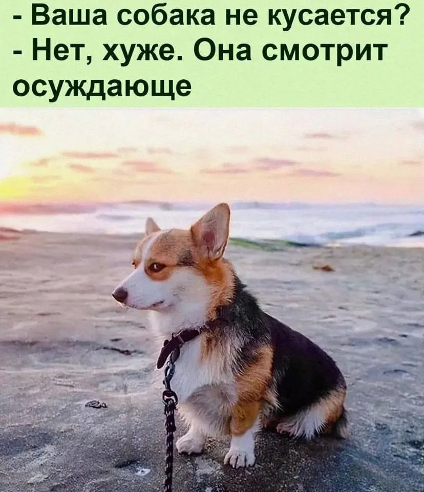 Пчёлка