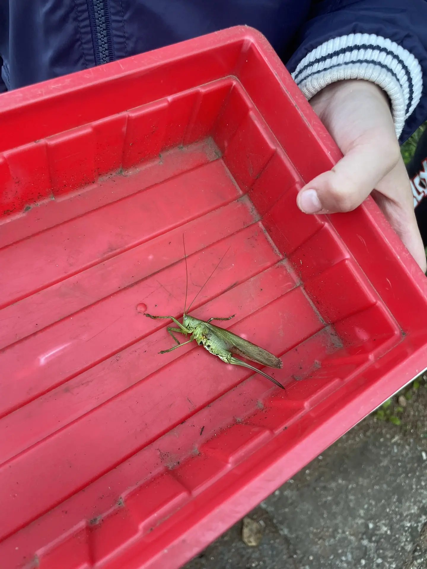 🦗🦗🦗