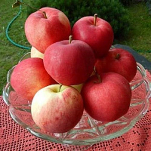 Яблочный Спас — один из самых известных августовских праздников, который сочетает право...
