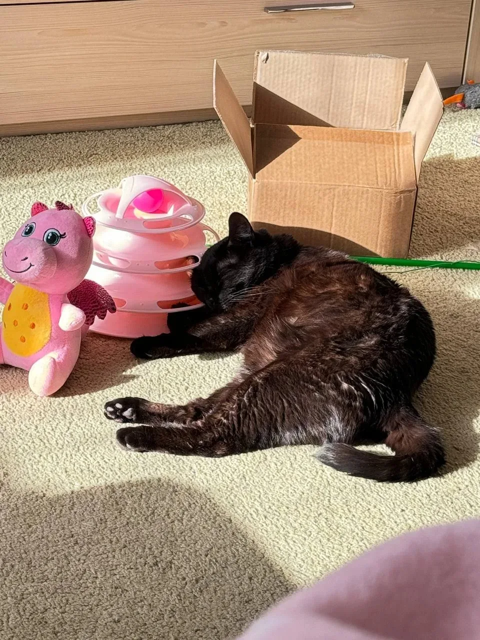 Помните котёнка, которого спасли от собак? 🥺 Вот как живёт эта пантера спустя годы! ❤️   Друзья, сег