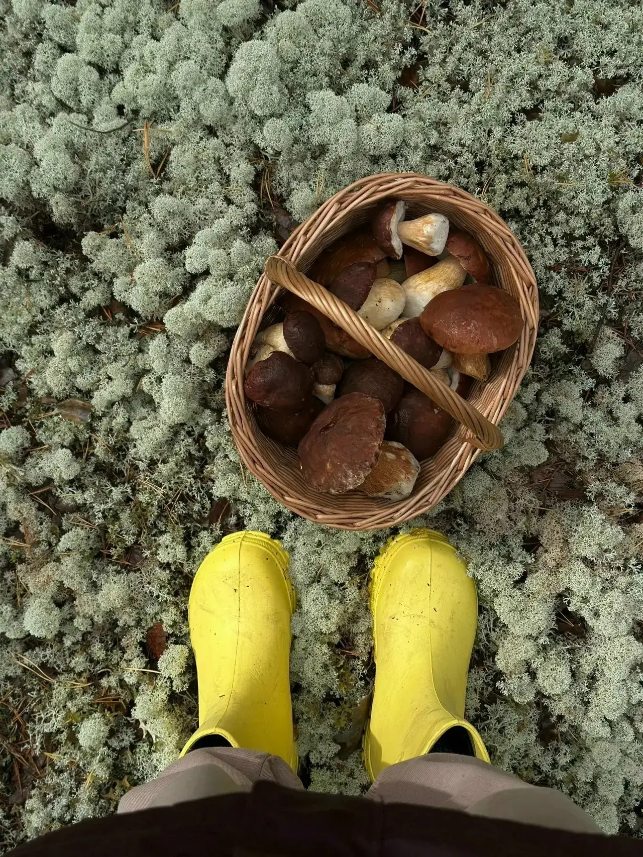🍄‍🟫 Тихая охота в лесах Чердынского района