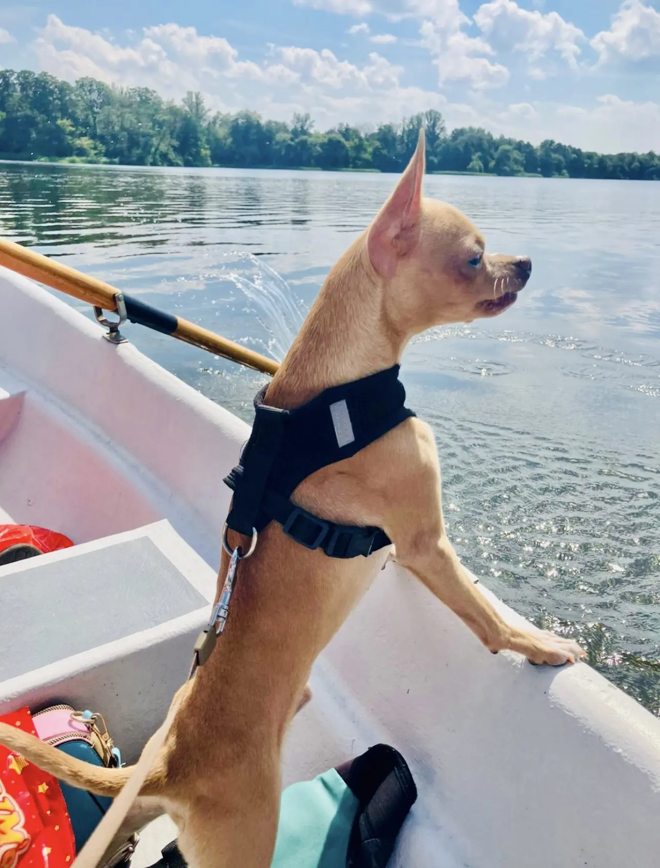 🐾❤️💨