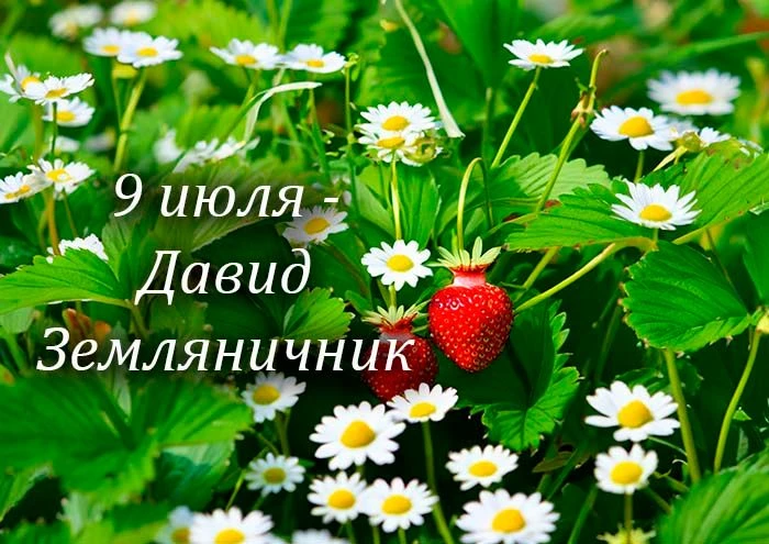 По народному календарю 9 июля — Давид Земляничник.🍓                          В этот день начинали с