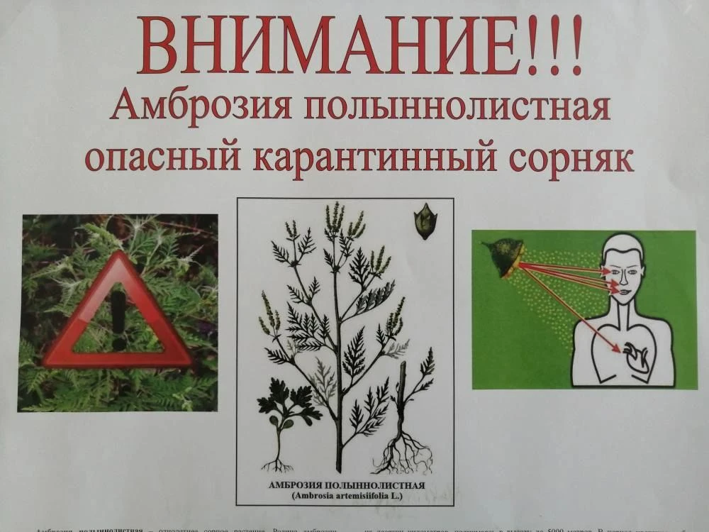 ‼️ВНИМАНИЕ‼️Амброзия полыннолистная‼️