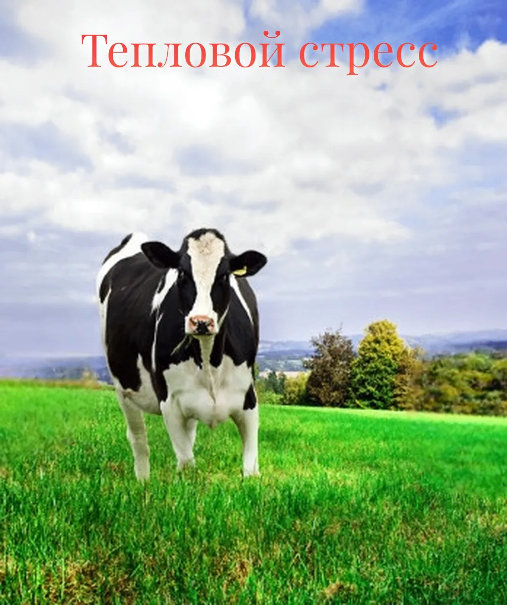 Тепловой стресс 🐄

Сочетание высокой температуры и влажности является основной причиной теплового с