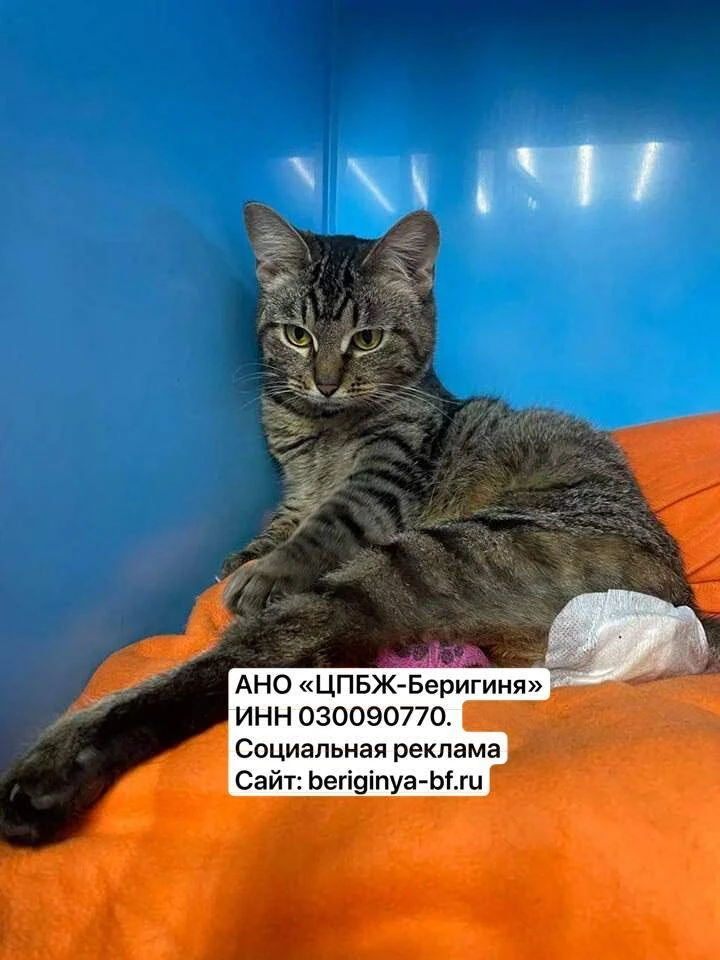 Их спасли. Но сейчас может не хватить корма и лечения.