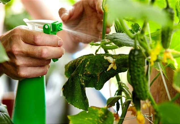 🥒Как правильно лечить огурцы🥒

Если на огурцах вы обнаружили признаки их заражения ржавчиной, пятн