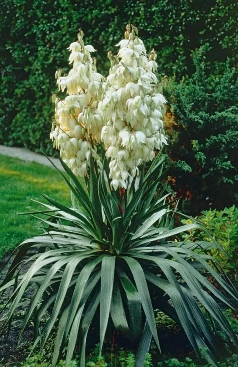 Юкка садовая (филаментоза).