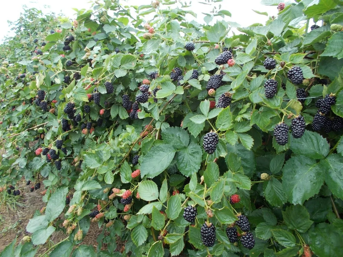 🌿🍇✨ «КОЛЮЧАЯ КРАСАВИЦА»: Как привести ежевику в порядок после сбора урожая, чтобы в с...