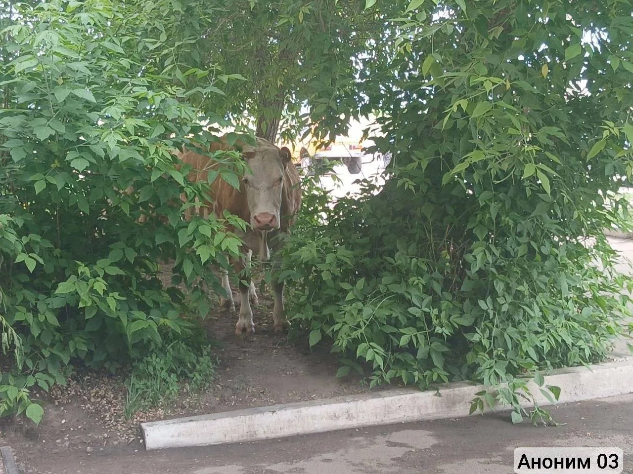 🐮 Жители Улан-Удэ жалуются на нашествие коров в мкрн Сокол. 

Подписчик «Аноним 03» сообщил, что ск
