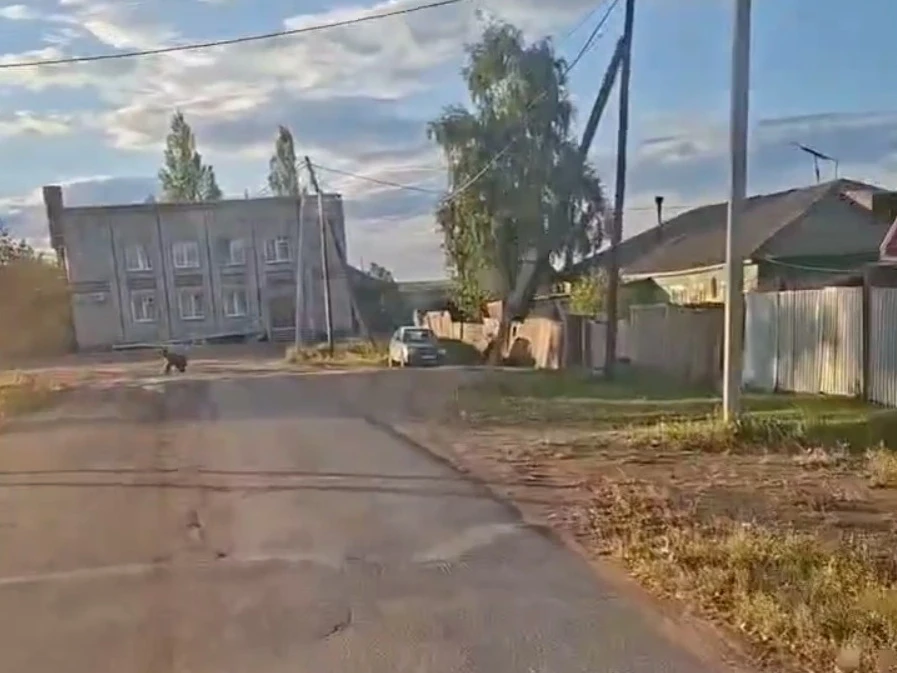 В Шира вышли медведи