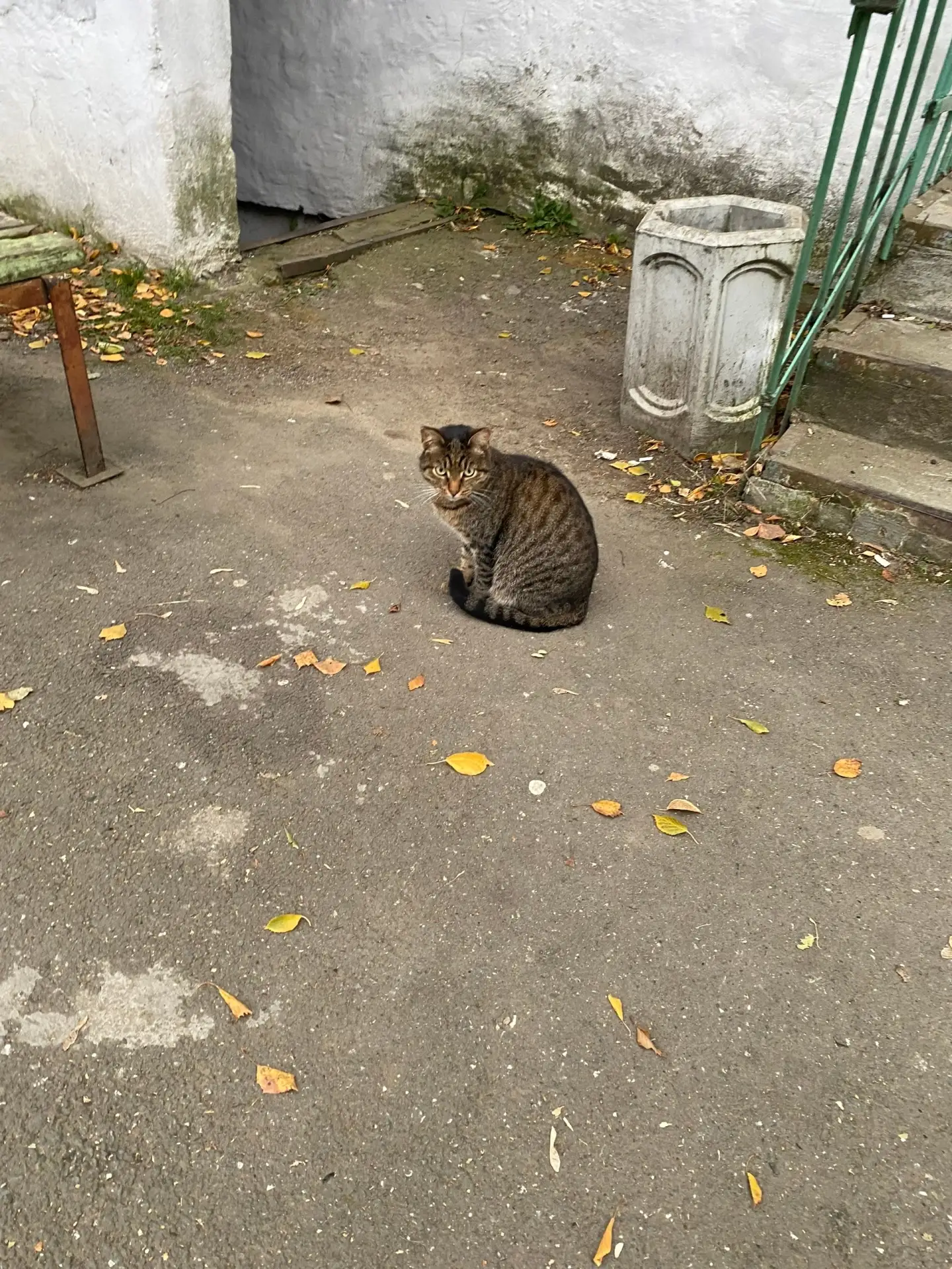 Кот, кастрирован, два года выживает на улице! В добрые руки! +7 (908) 911-62-80