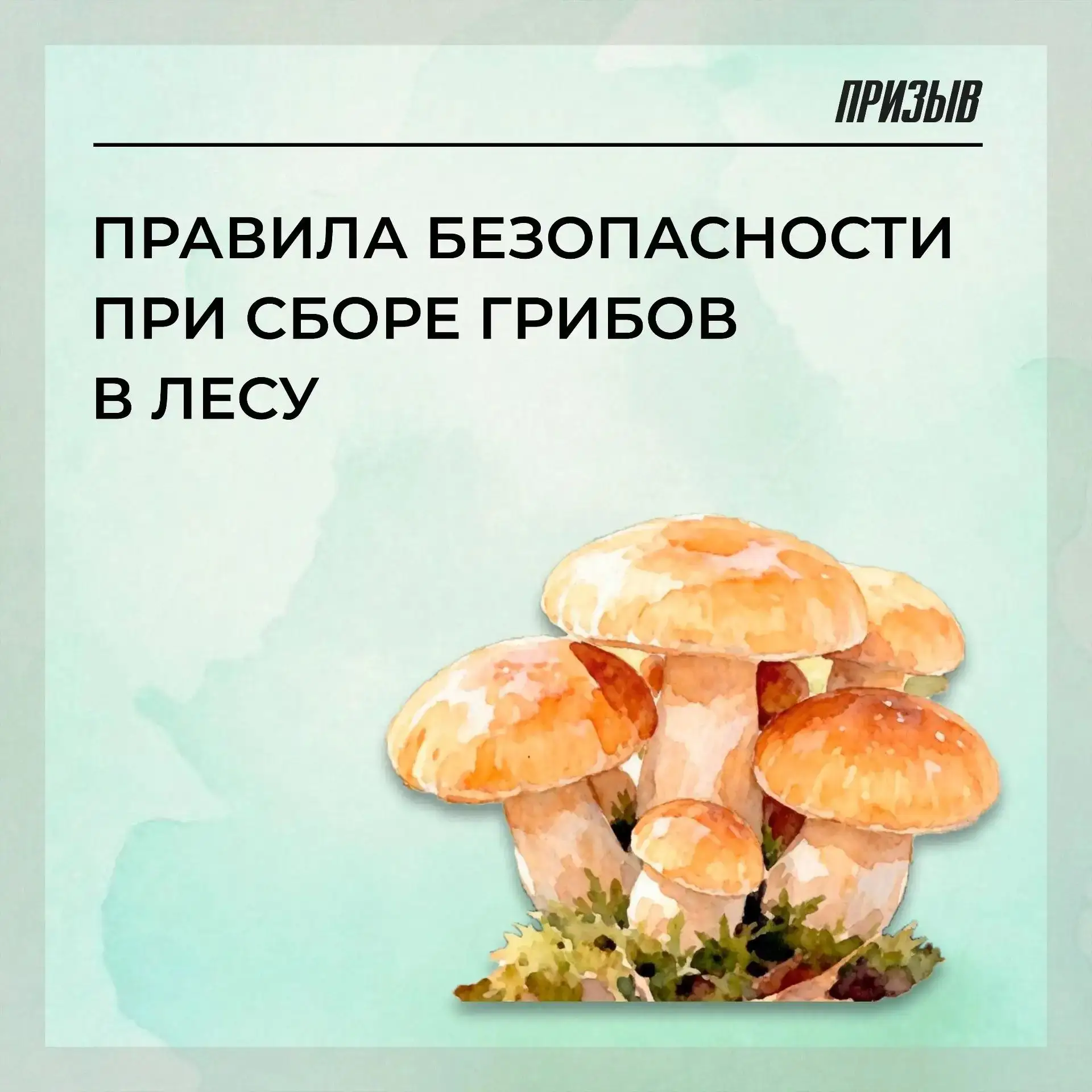 Сезон «тихой охоты» открыт 🍄‍🟫