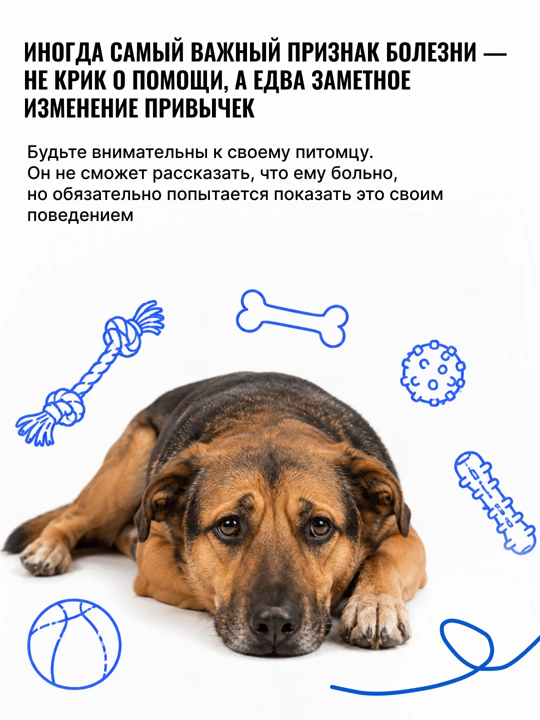 🐾 «Он просто стал спокойнее…», «Наверное, возраст…»

Именно так владельцы чаще всего объясняют изме