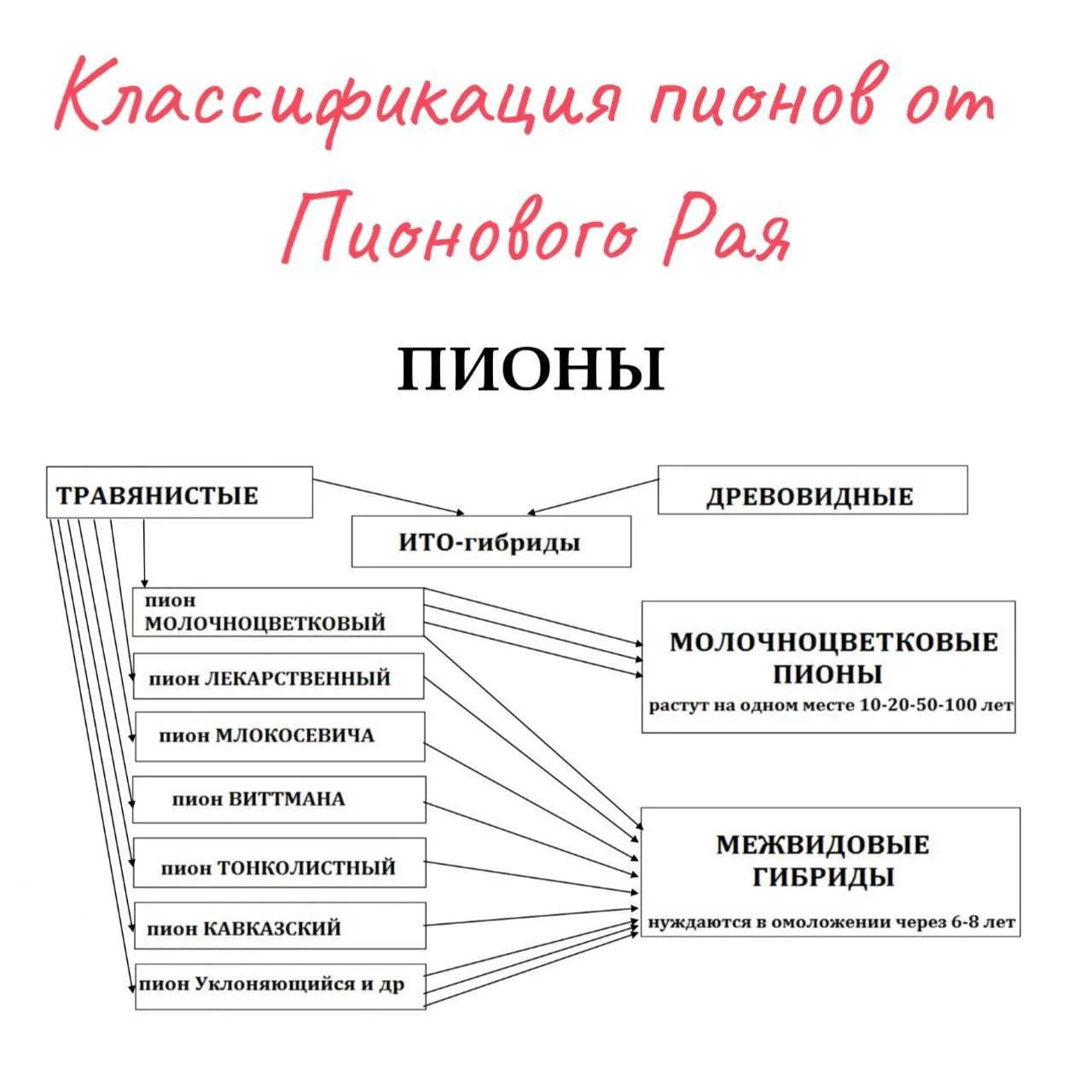 Любовь, у меня глупый вопрос. Вы выше писали что самое главное знать, это какой пион, гибрид или мол