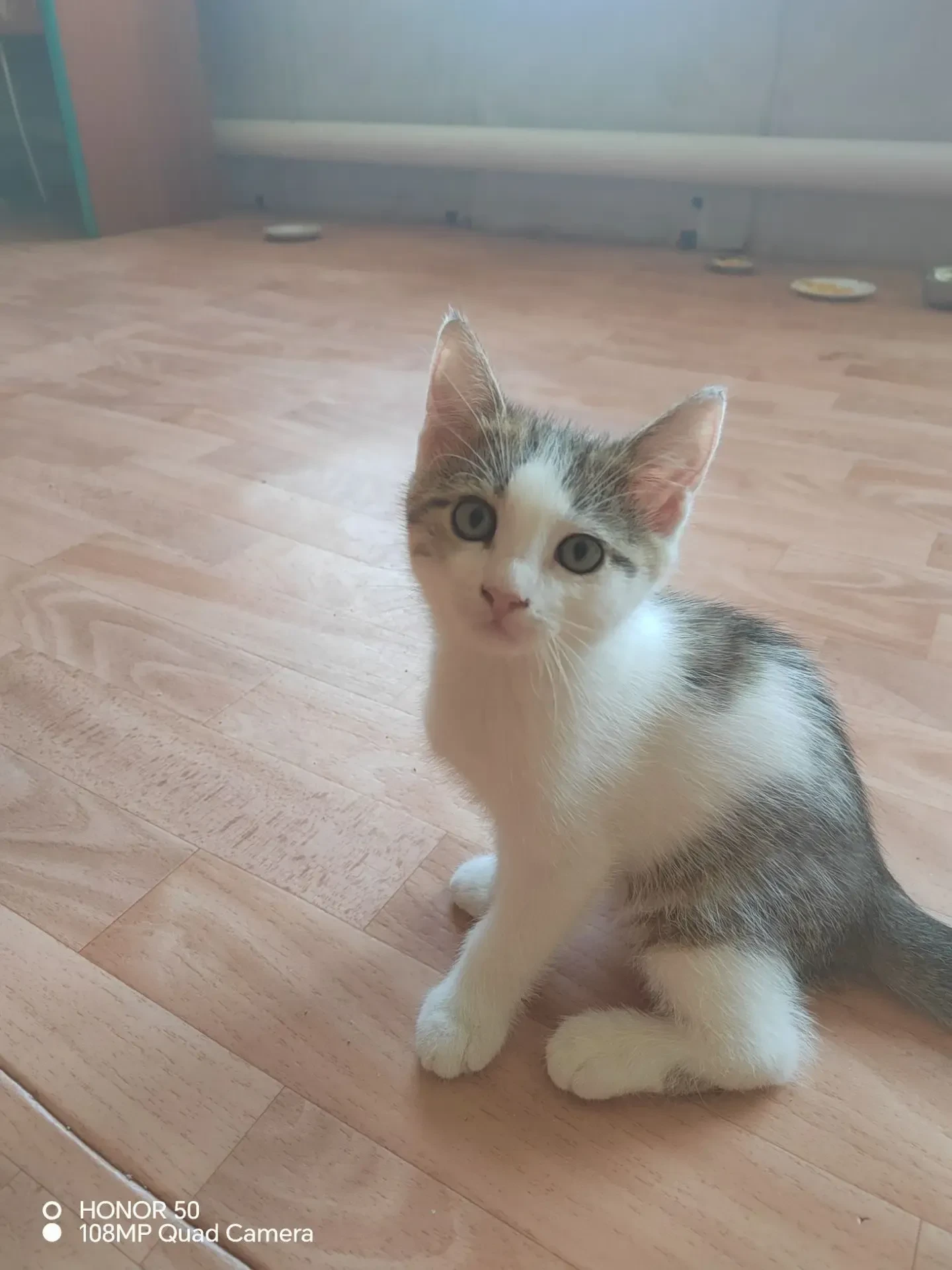 🐾 Два котёнка ищут дом
