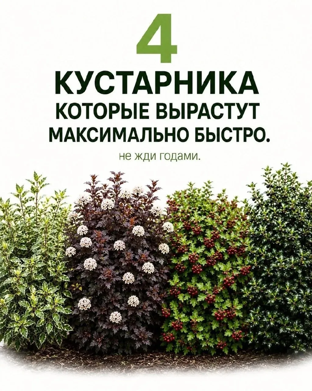 4 быстрорастущих кустарника для вашего сада