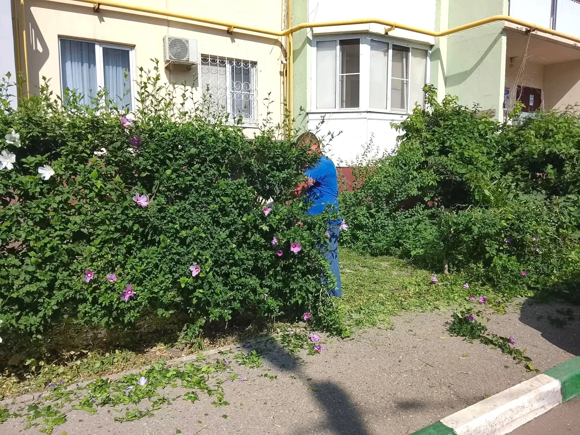 К новости «✂️ 🌿 Форма имеет значение:»