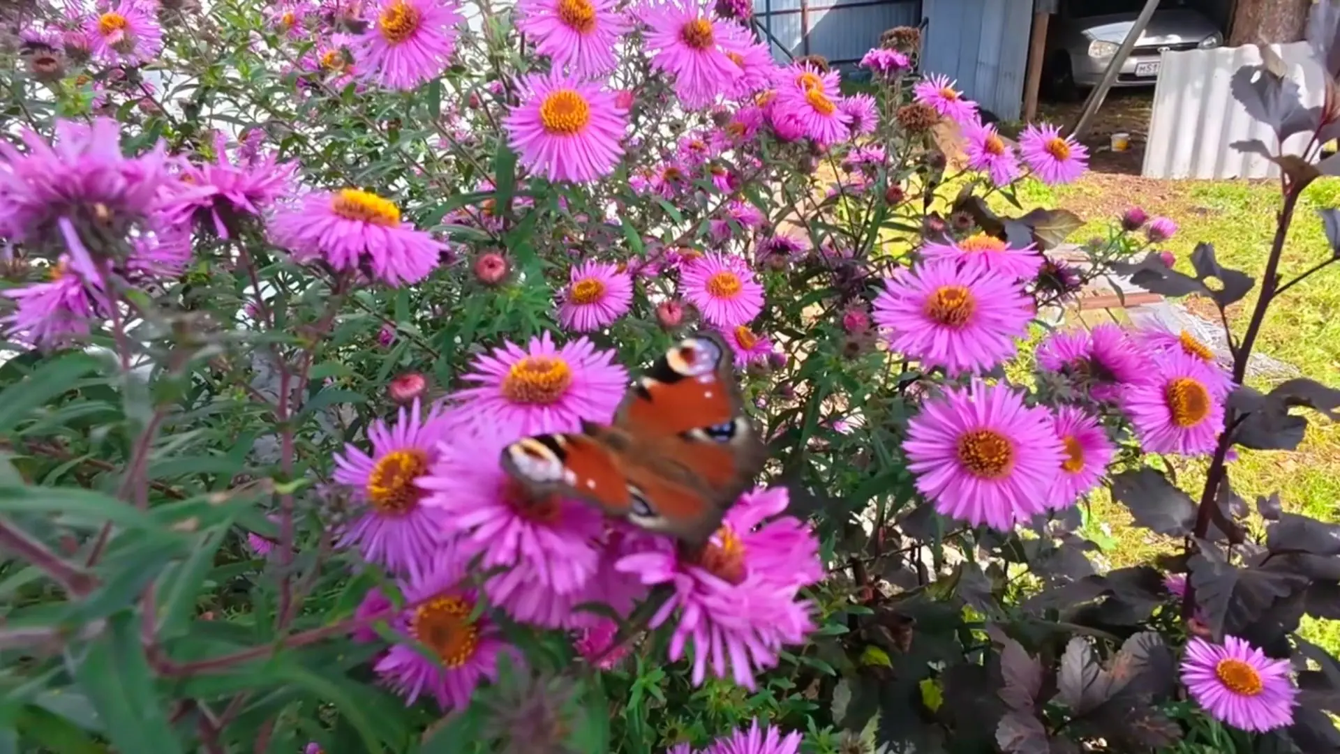 Красота какая, сентябринки, бабочки, шмели 🦋 🐝 Погода классная 🍁