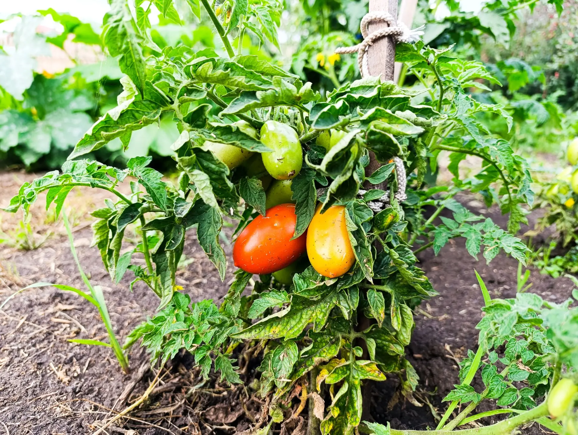 Урожай попёр!🍅

Первый красный помидор в этом году у Паши. Один. На всю семью.

Не знаю, как делить