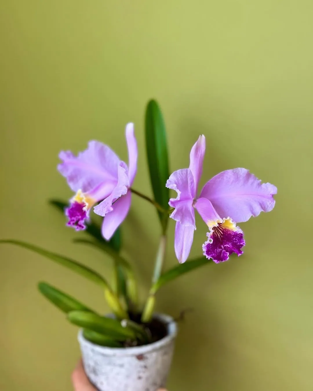 🌸 Каттлея Люддемана (Cattleya lueddemanniana) ❤️