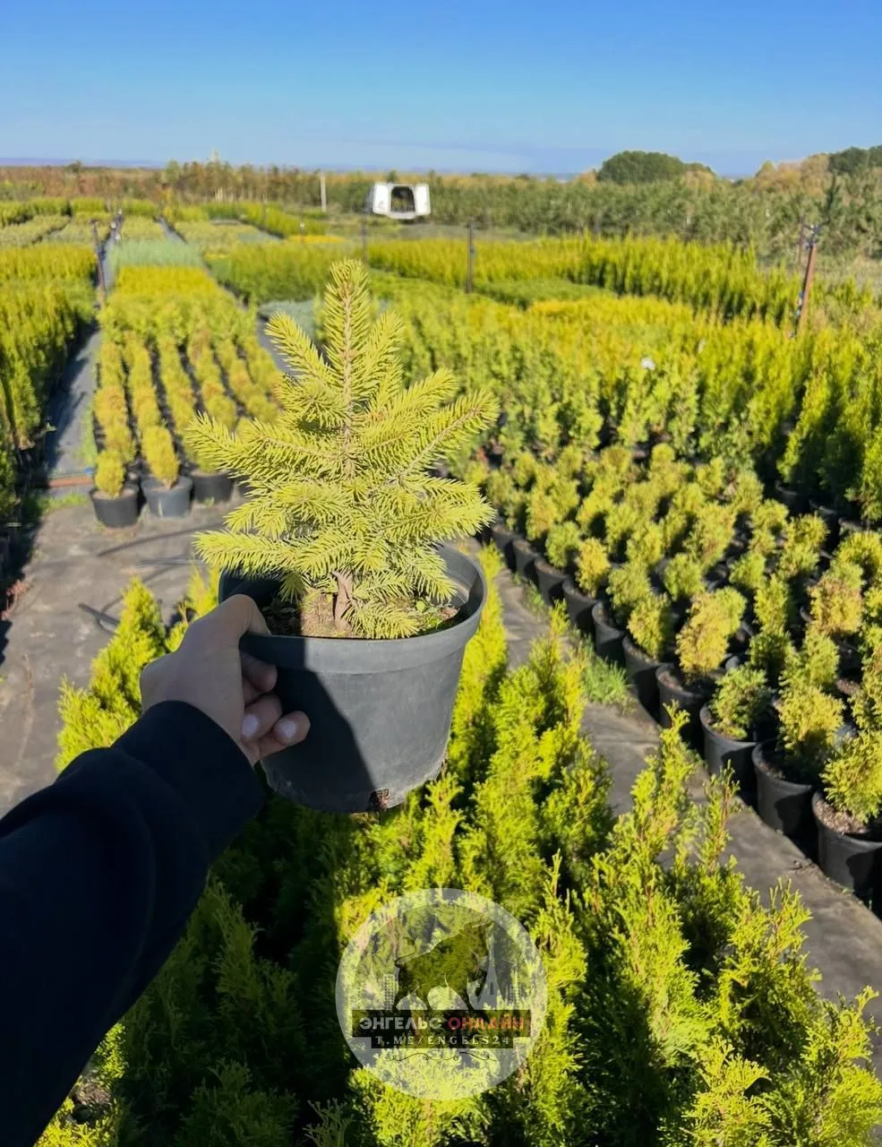 🌲🌲🌲🌲🌲🌲🌲