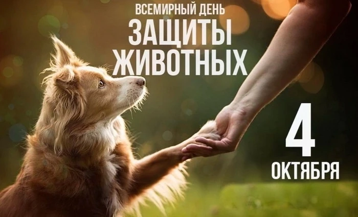 🐾 «Мы в ответе за тех, кого приручили»: в Краснокрымской библиотеке прошёл урок доброт...