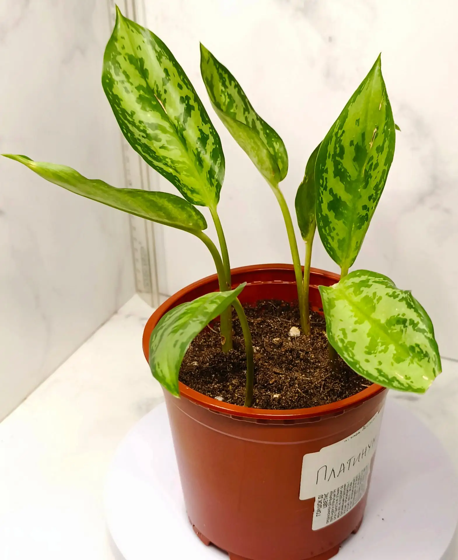 Аглаонема Платинум (Aglaonema Platinum) — 1600₽